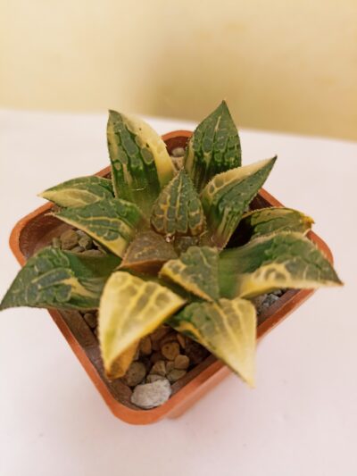 Haworthia Golden Queen Variegated