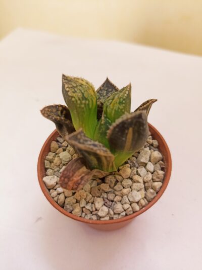 Haworthia Forbidden City Variegated