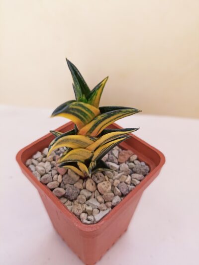 Haworthia Viscosa Variegated