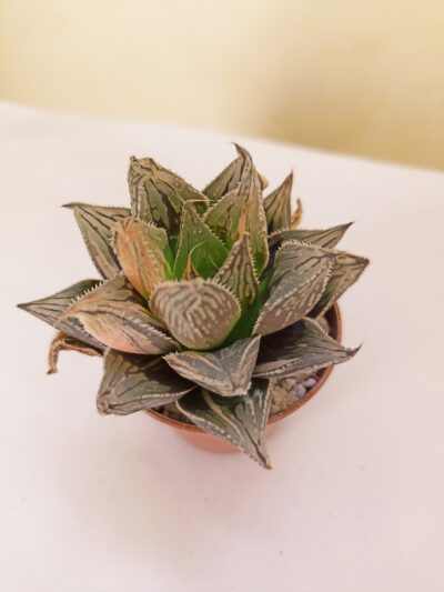 Haworthia Black Angel Variegated
