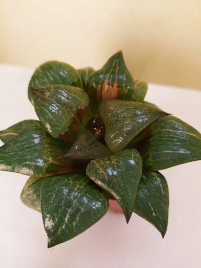 Haworthia Akanko Variegated Big