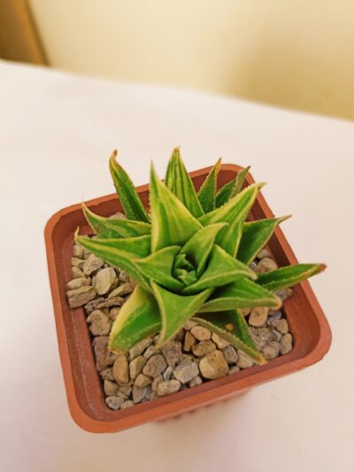Haworthia Manda’s Hybrid Variegated
