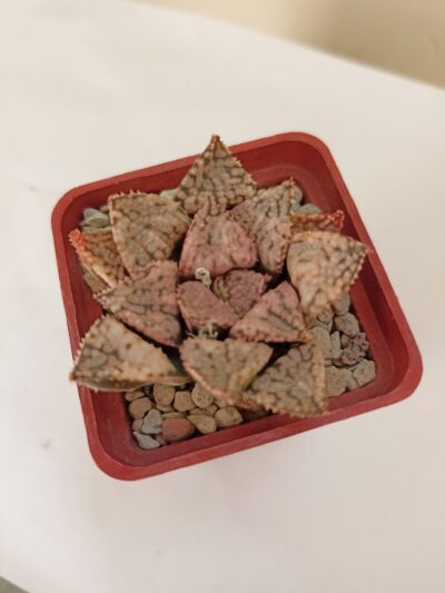 Haworthia Picta April