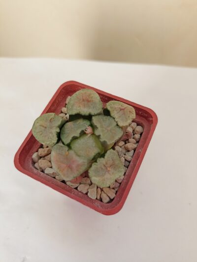 Haworthia Maughanii Kyoaburi