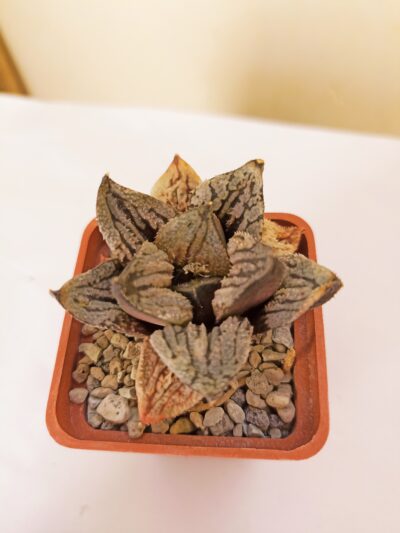 Haworthia Kyo-no-Koi