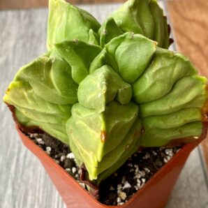 Astrophytum myriostigma cv. Kikko v. Nudum