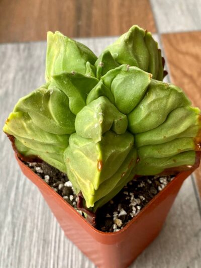 Astrophytum myriostigma cv. Kikko v. Nudum