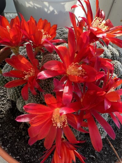 aylostera heliosa v. condorensis RH271, кущик