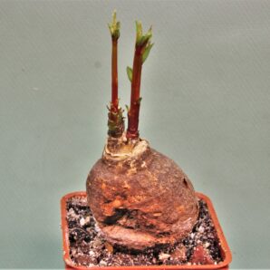 monadenium-peduculatum-ludewa-tanzania-1
