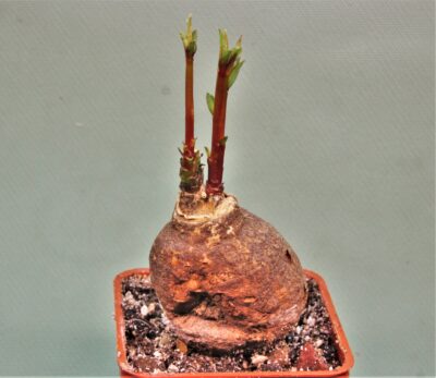 monadenium-peduculatum-ludewa-tanzania-1
