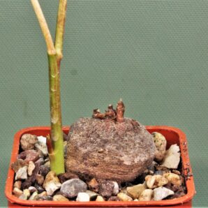 monadenium-peduculatum-ludewa-tanzania-3