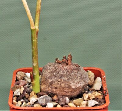 monadenium-peduculatum-ludewa-tanzania-3
