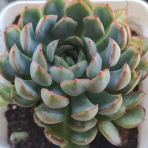 Echeveria Dream Rose