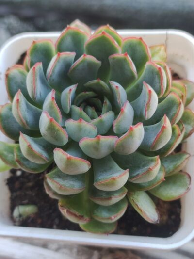 Echeveria Dream Rose