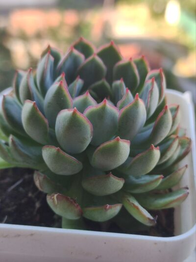 Echeveria Dream Rose - Зображення 2