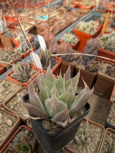 Haworthia cv. Grey Ghost - Зображення 2