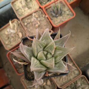 Haworthia cv. Grey Ghost