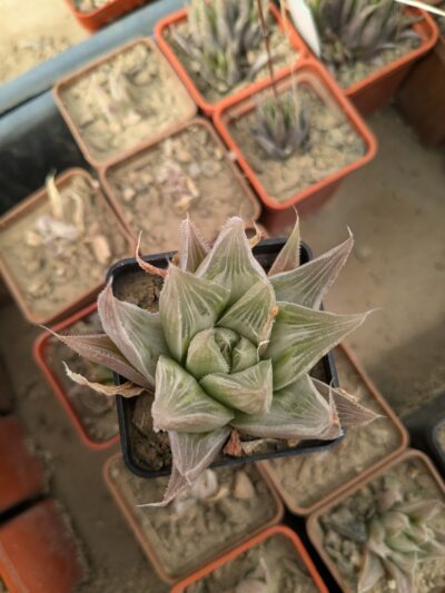 Haworthia cv. Grey Ghost