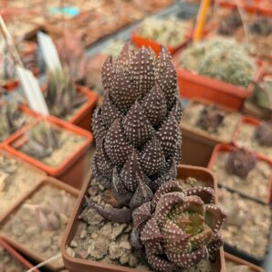 Haworthia reinwardtii