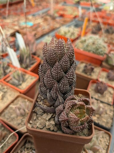 Haworthia reinwardtii