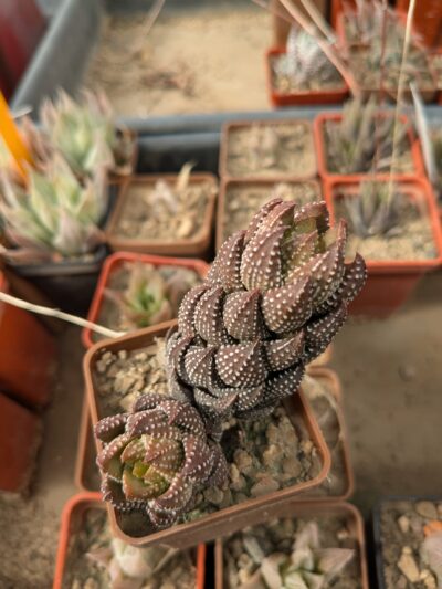 Haworthia reinwardtii - Зображення 2
