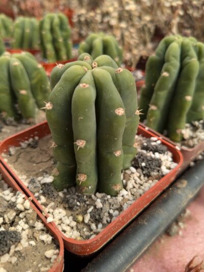 Trichocereus pachanoi
