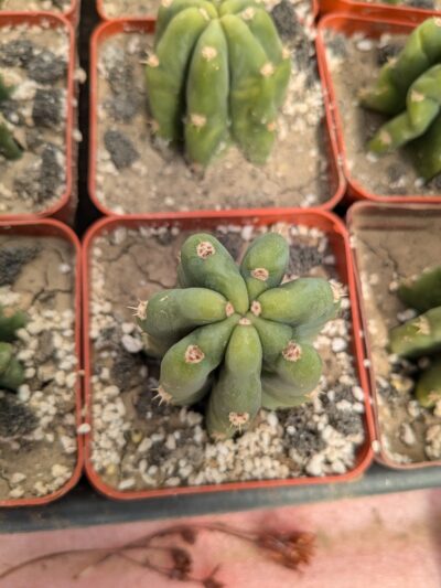 Trichocereus pachanoi - Зображення 2