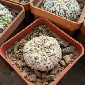 Astrophytum asterias ‘Super Kabuto’ V-type