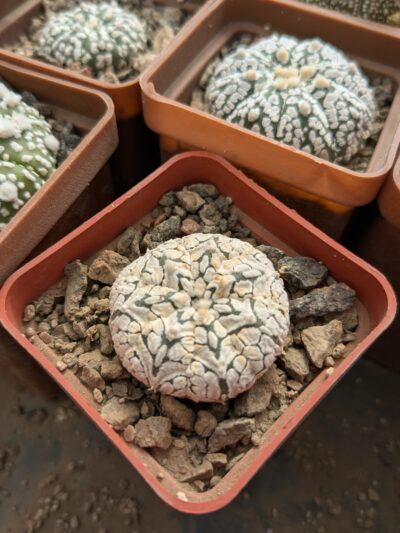 Astrophytum asterias ‘Super Kabuto’ V-type