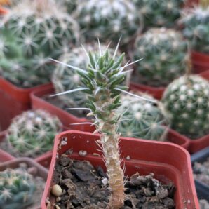 Maihuenia patagonica