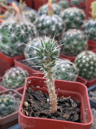 Maihuenia patagonica