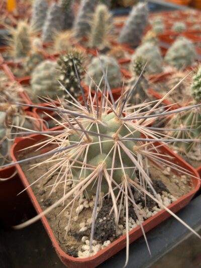 Tephrocactus alexanderi