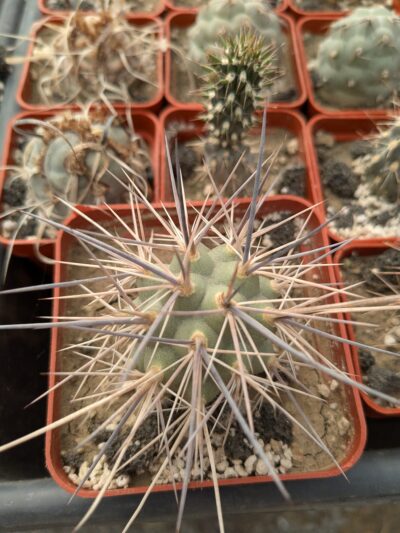 Tephrocactus alexanderi - Зображення 2