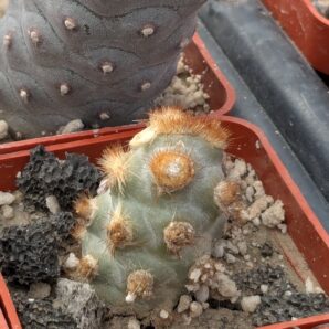 Tephrocactus molinensis