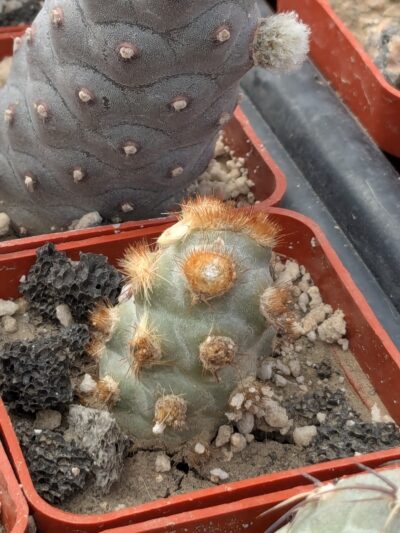 Tephrocactus molinensis
