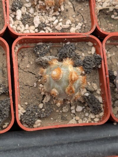 Tephrocactus molinensis - Зображення 2