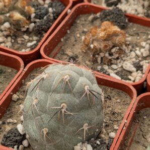 Tephrocactus geometricus