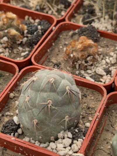 Tephrocactus geometricus