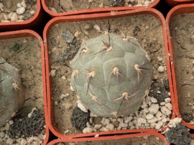 Tephrocactus geometricus - Зображення 2