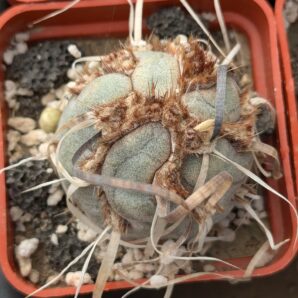 Tephrocactus articulatus monstrosa | 86