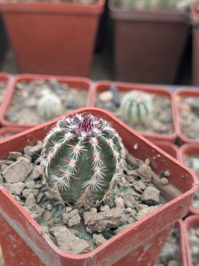 Echinocereus viridiflorus (MG 283.8)