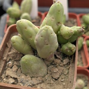Huernia pulchella