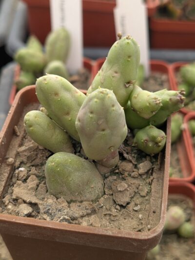 Huernia pulchella
