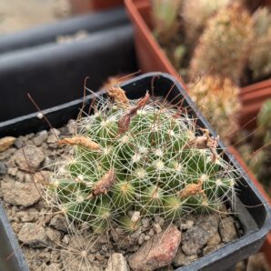 Dolichothele surculosa