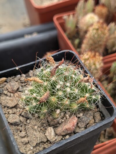 Dolichothele surculosa