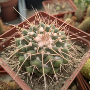 Mammillaria compressa