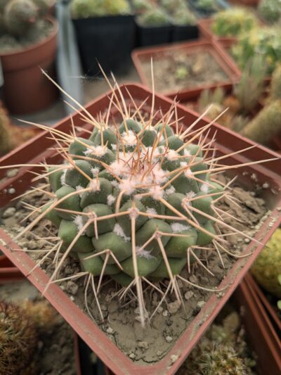 Mammillaria compressa