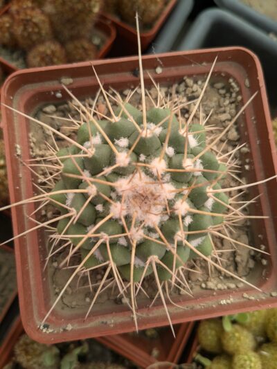 Mammillaria compressa - Зображення 2
