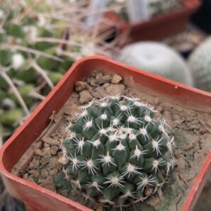 Mammillaria sempervivi