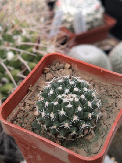 Mammillaria sempervivi